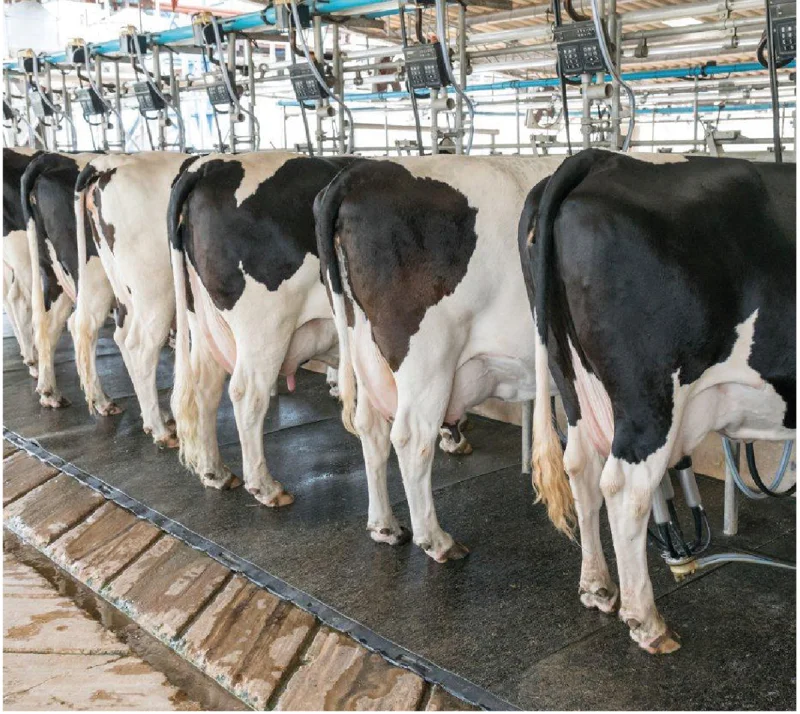 caillebotis caoutchouc agricole idéal pour étable et ferme