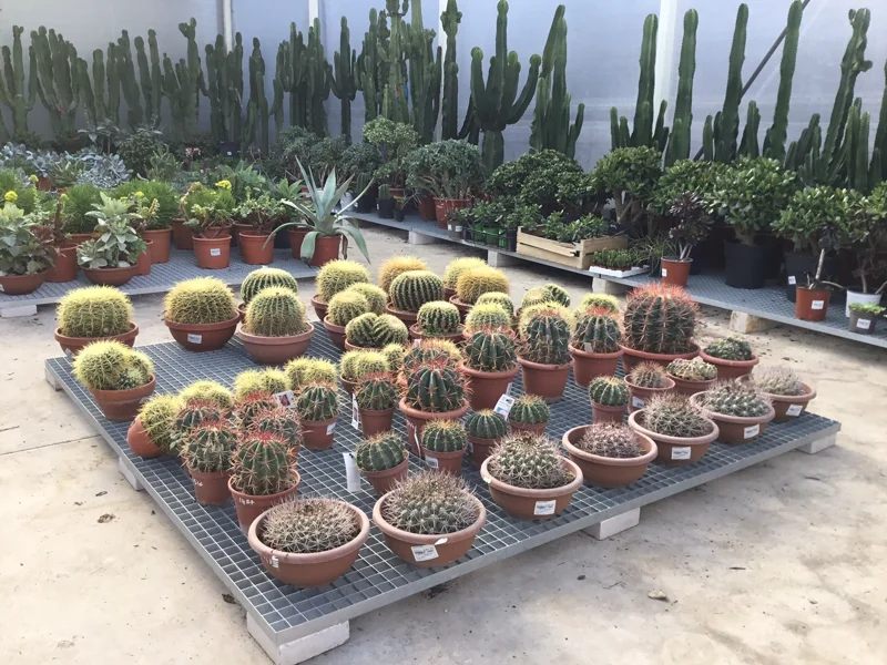 Grilles caillebotis posées dans une pépinière permettant de surélever les pots et de laisser passer l’eau de pluie